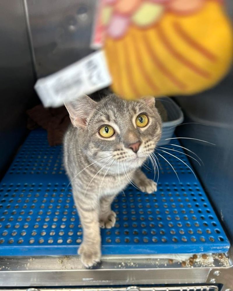 No-Kill Cat Rescue in Pike County MS