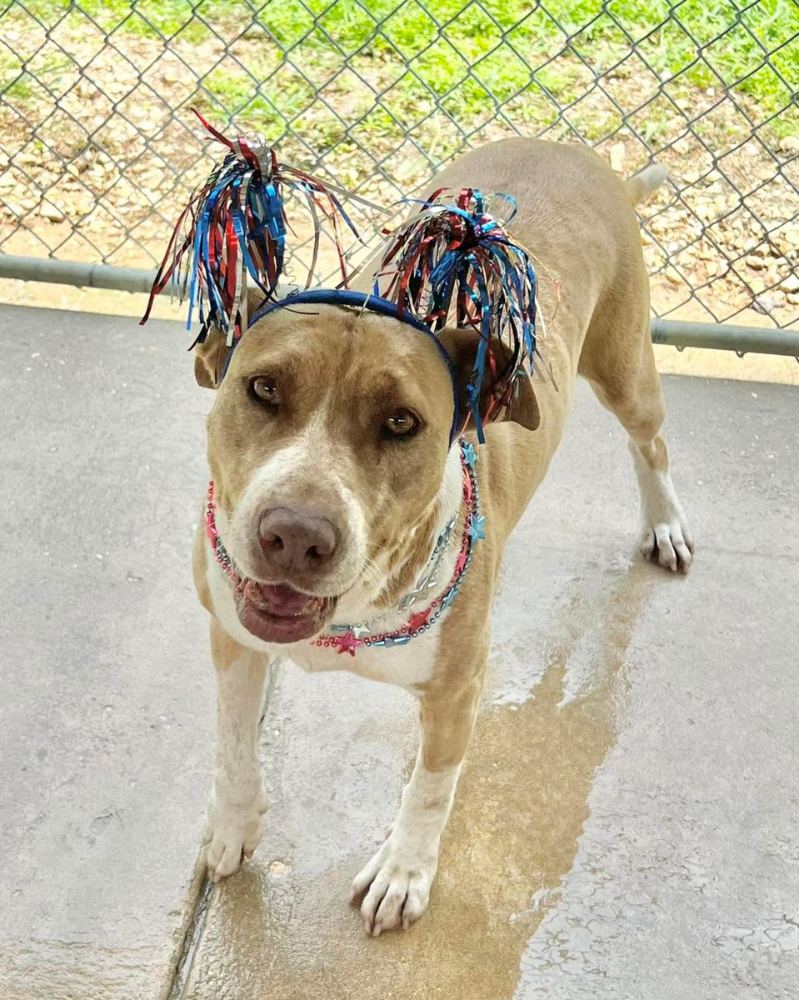 Dog Rescue McComb MS