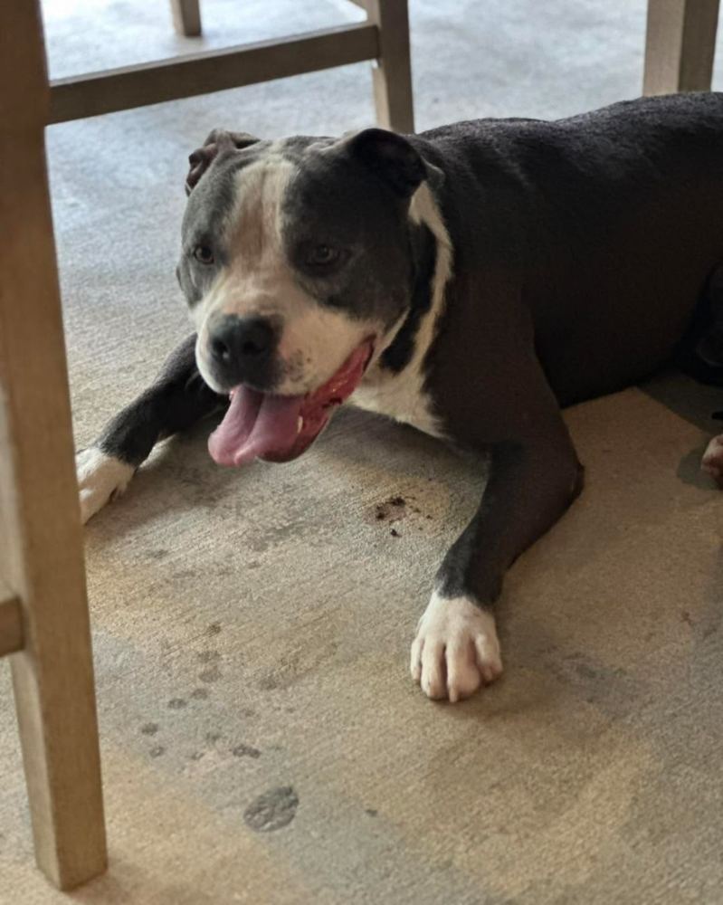 Dogs Available for Adoption in McComb MS
