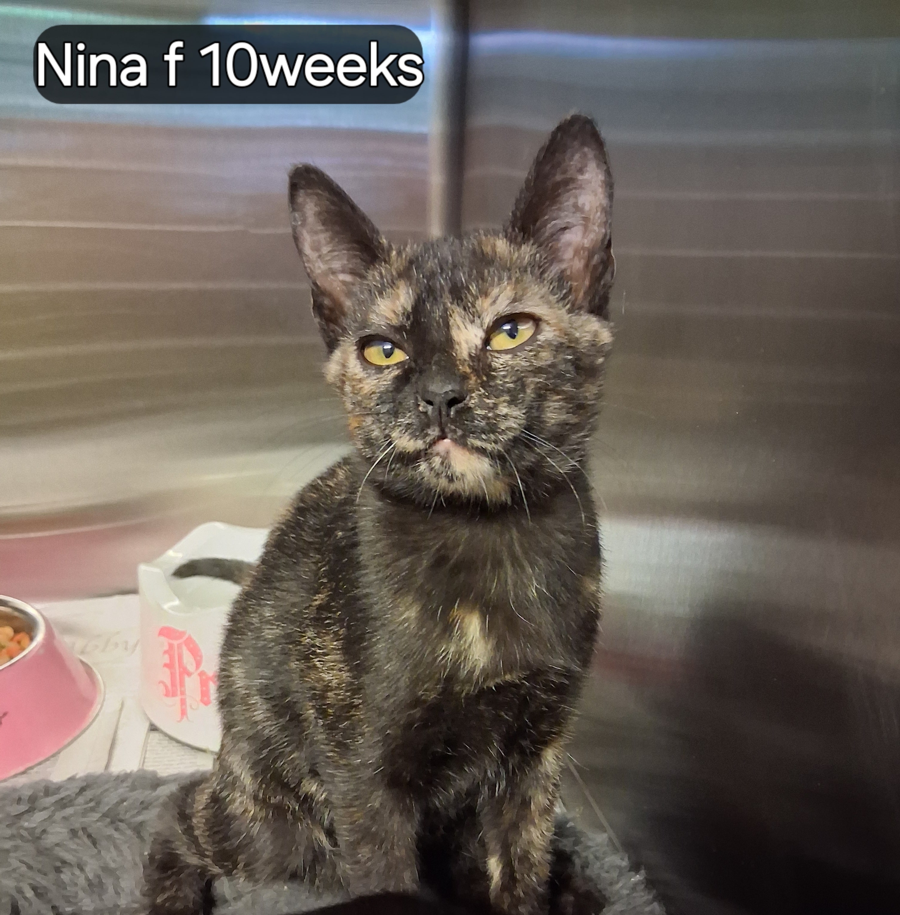 Animal Rescue Pike County MS